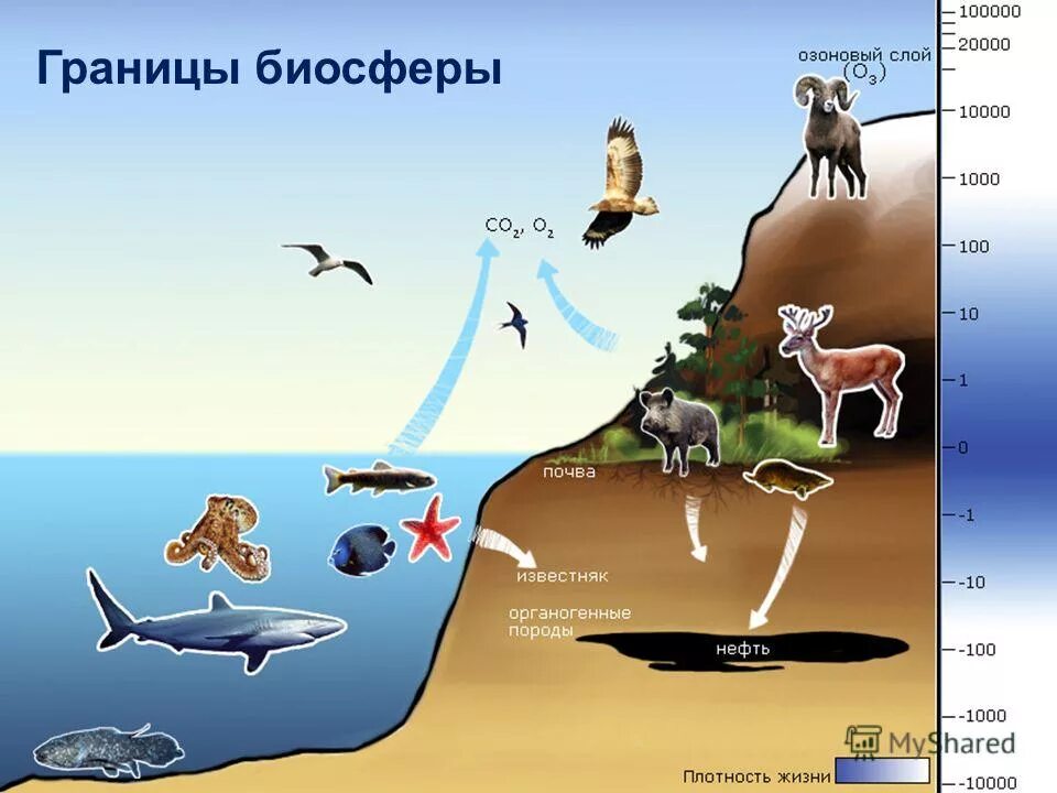 Зоогеография (распространение животных. Места обитания животных. Карта расселения животных. Распространение животных организмов. Животный мир разных континентов.