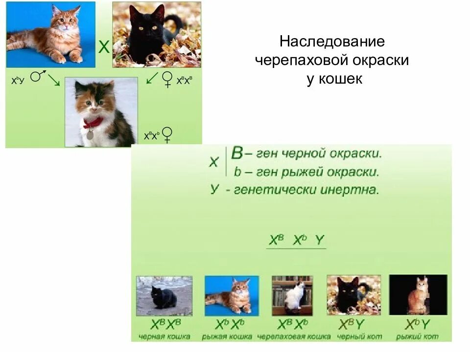 Наследование окраски у кошек. Наследование черепаховой окраски у кошек. Наследование окраски шерсти у кошек.