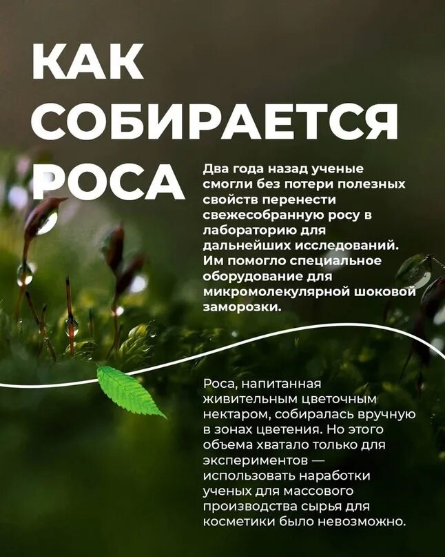 Роса 2023 года. Косметика Happy Dew Гринвей. Гринвей Глобал. Гринвей Глобал надпись чб. Цветолаты в Гринвей.