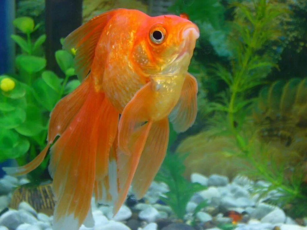 Золотая рыбка правильно