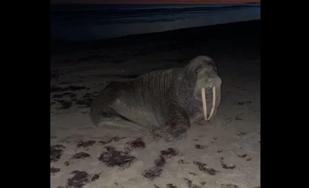 Тихоокеанский морж чукотка. Умирающий морж. День моржа 24 ноября. Жирный тюлень. Умирающий морж.