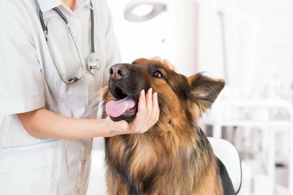 Винсувет для собак. Собака врач. Ветеринар с собакой. Собака в ветеринарной клинике. Собака в ветклинике.