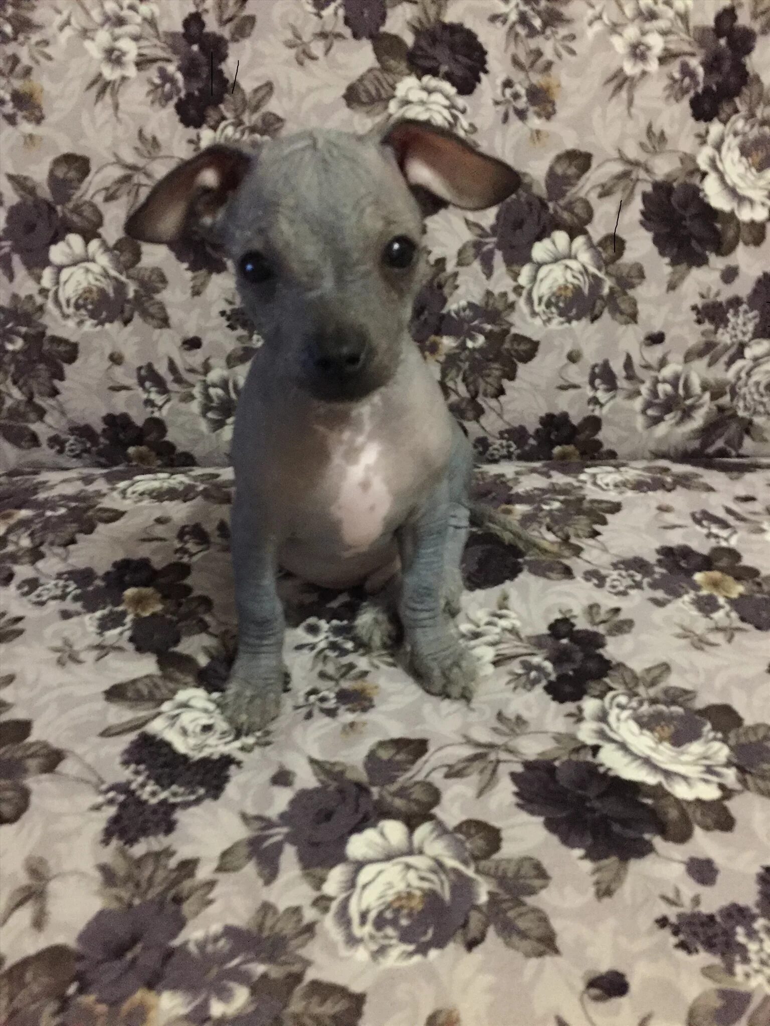 авито животные в хорошие руки. авито животных. котята в добрые руки саратов ленинский район. в самые добрые руки щеночки. авито животные в хорошие руки.