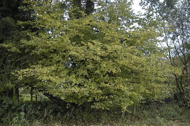 Орешник имеет жизненную форму кустарник