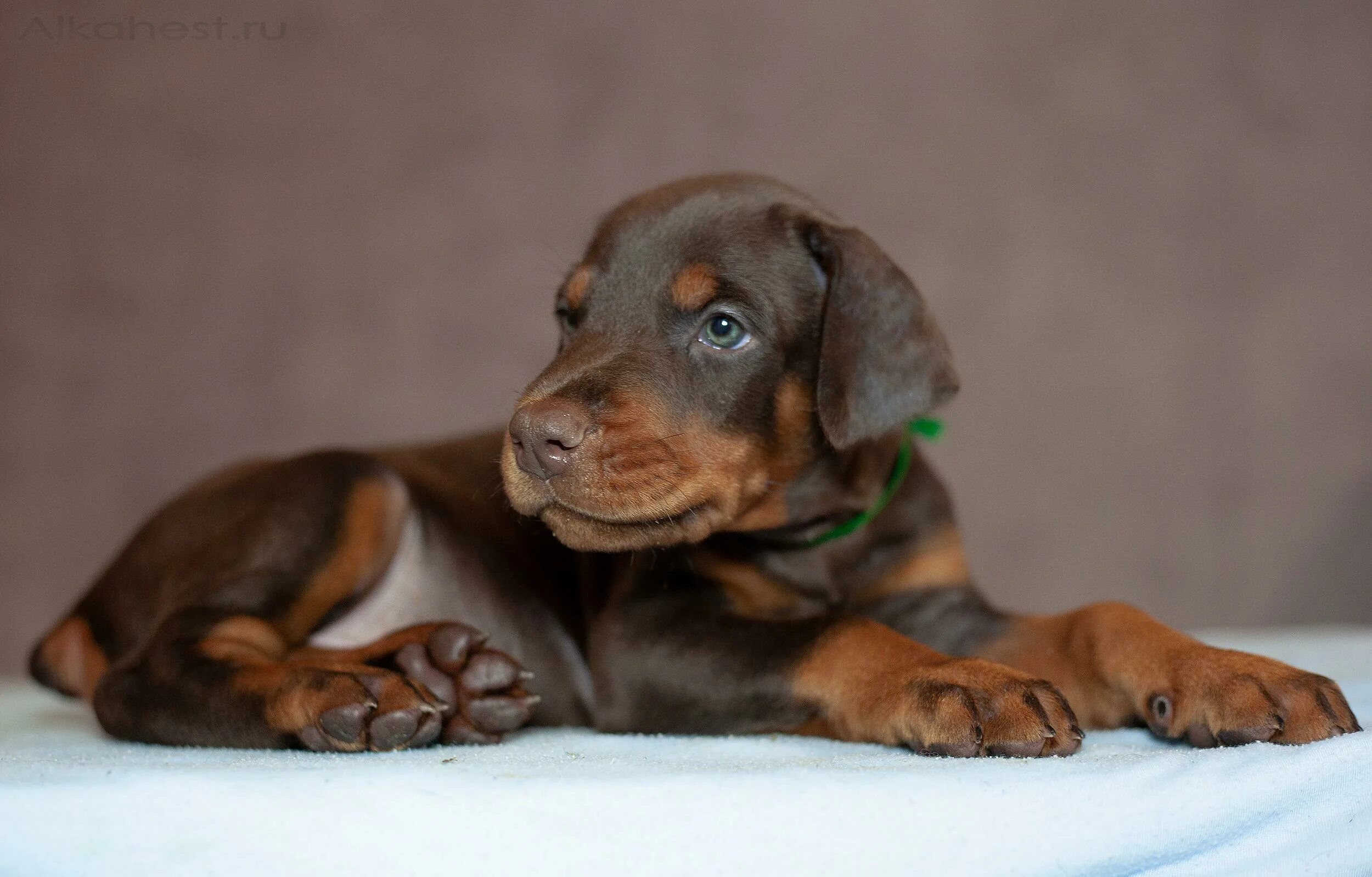 добер кутята. нужен щенок добермана. щенки добермана puppy. нужен щенок добермана. 2 щенка добермана в корзинке.