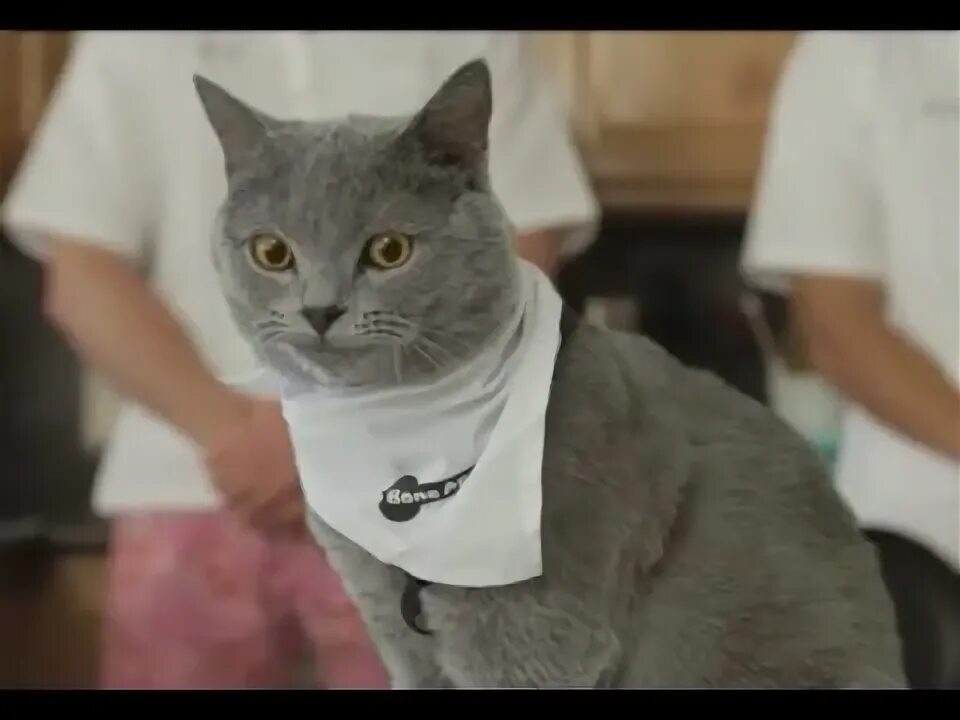 Mike cat