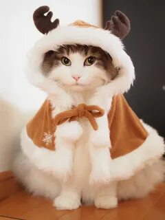 Милые котики с одеждой