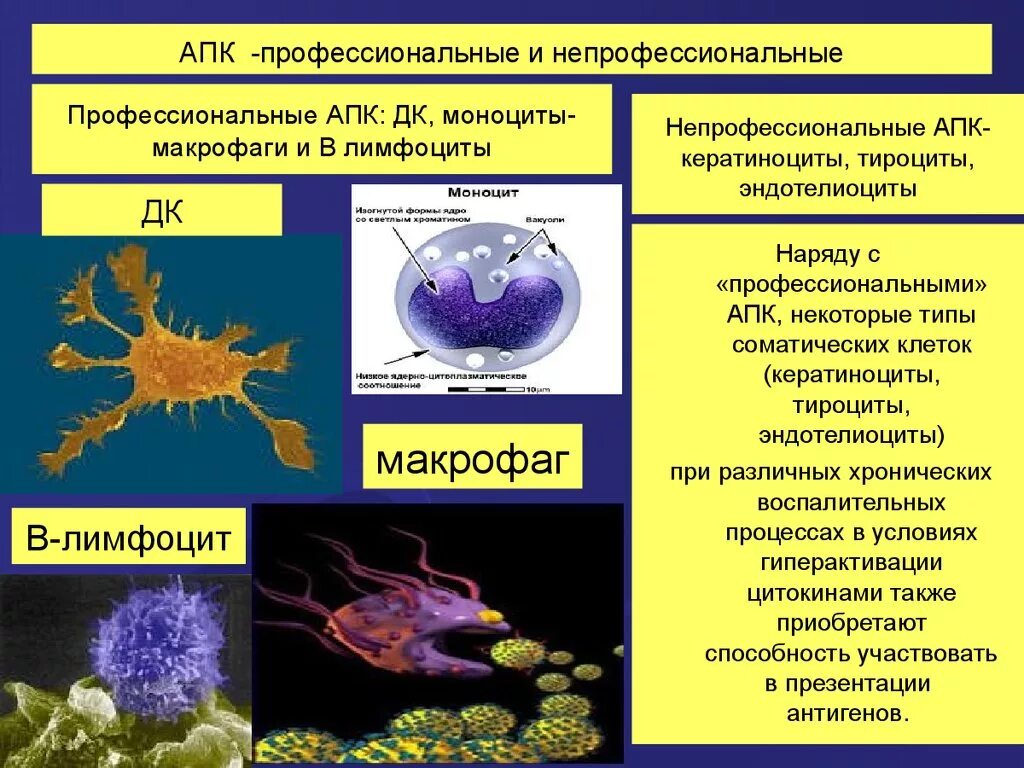 Антигенпрезентирующие клетки профессиональные и непрофессиональные. Профессиональные и непрофессиональные АПК. Профессиональные антигенпредставляющие клетки. Дендритные клетки макрофаги в лимфоцит. Антигены макрофагов