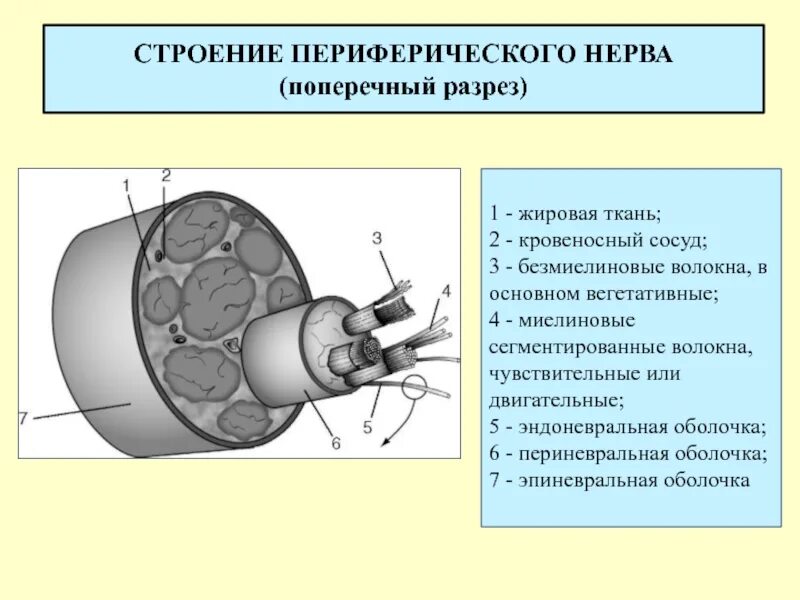 Строение нерва рисунок. Схема строения периферического нерва. Строение периферических нервных волокон. Структура периферического нерва. Строение периферических нервов.