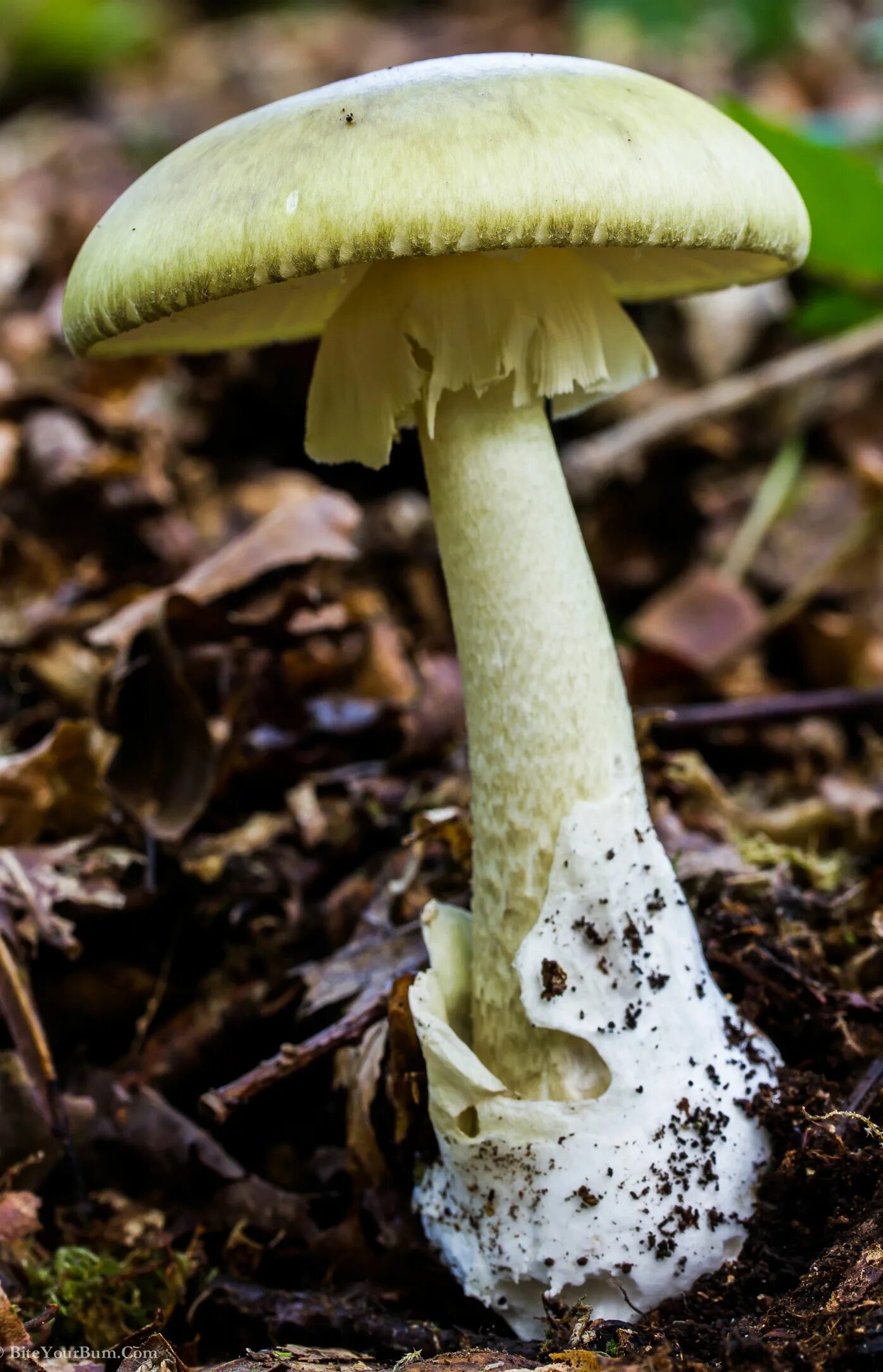 Какие белые поганки. Бледная поганка гриб. Бледная поганка (Amanita phalloides). Бледная погоганка гриб. Белая поганка гриб.