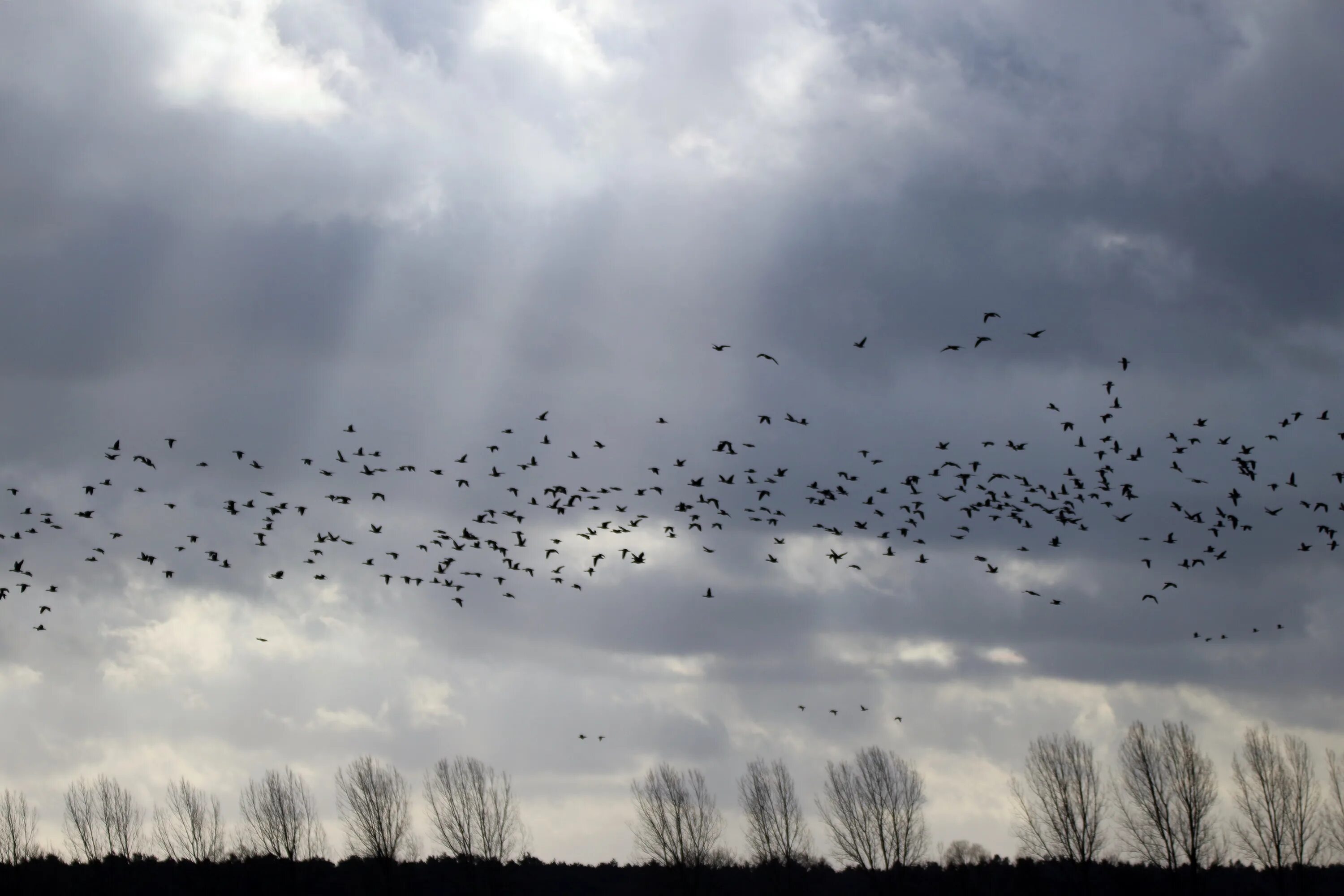 Flock of birds. Стая птиц. Много птиц. Птицы в небе. Стая ворон.