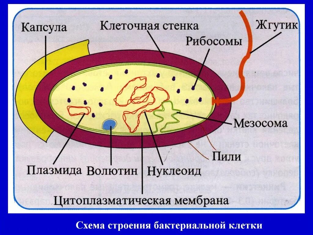 Какое строение у бактерий. Схема строения бактериальной клетки. Строение бактериальная клетка бацилла. Строение клетки бактерий микробиология. Структурные компоненты бактериальной клетки.