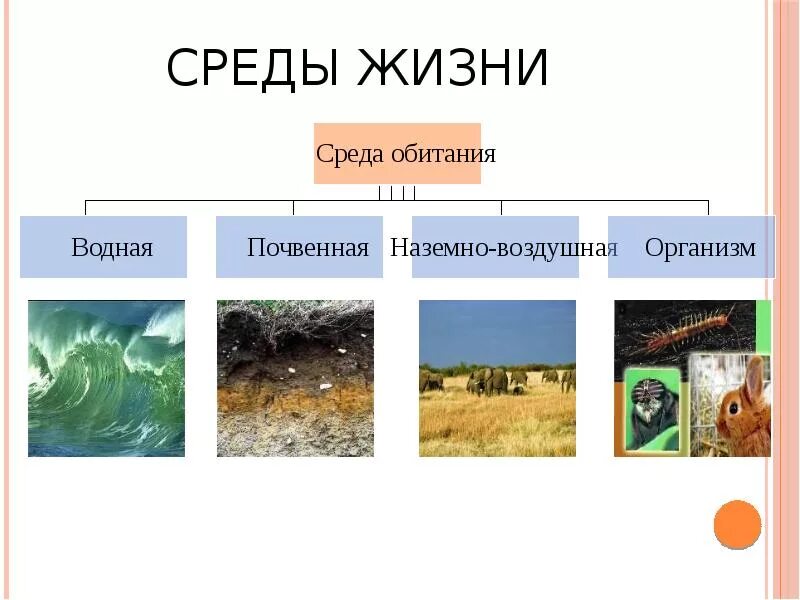 Какие бывают среды 5 класс. Среды жизни. Среды жизни на земле. Основные среды жизни. Презентация по средам жизни.