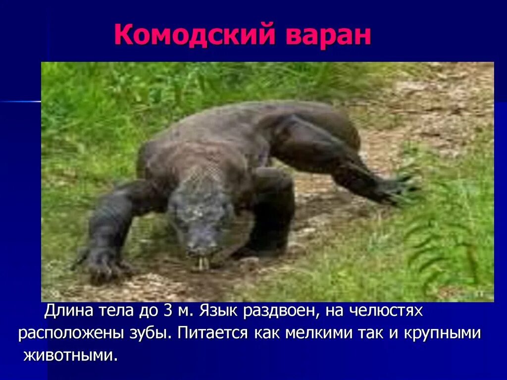 Сообщение о варане. Комодский варан рассказ. Вараны характеристика. Комодский варан ядовитый. Серый варан презентация.