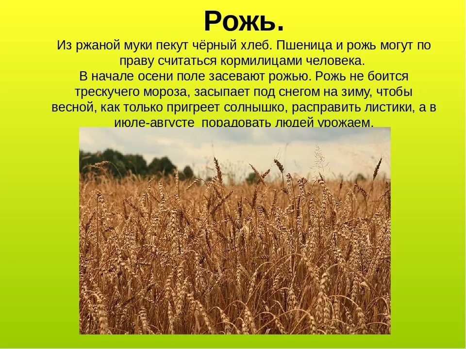 Ржи краткое содержание. Сообщение о пшенице. Доклад про рожь. Рожь культурное растение. Пшеница культурное растение.