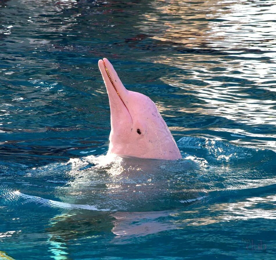 Розовыми амазонскими речными дельфинами. Амазонский Дельфин боуто. Амазонский розовый Дельфин. Розовый Дельфин боуто.