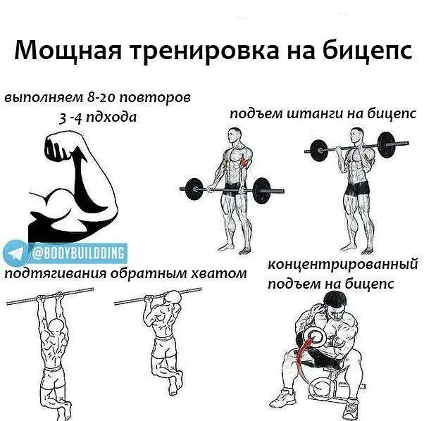 Программа тренировок с гантелями для массы. Схема прокачки бицепса гантелями. тренировка на бицепс. базовые упражнения на бицепс. программа тренировок на бицепс.