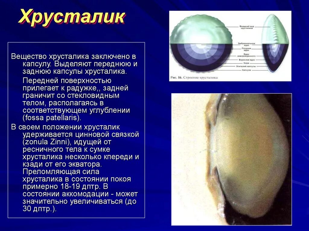 Какую форму имеет хрусталик. Капсула хрусталика. Поверхности хрусталика. Передняя поверхность хрусталика. Передняя капсула хрусталика.