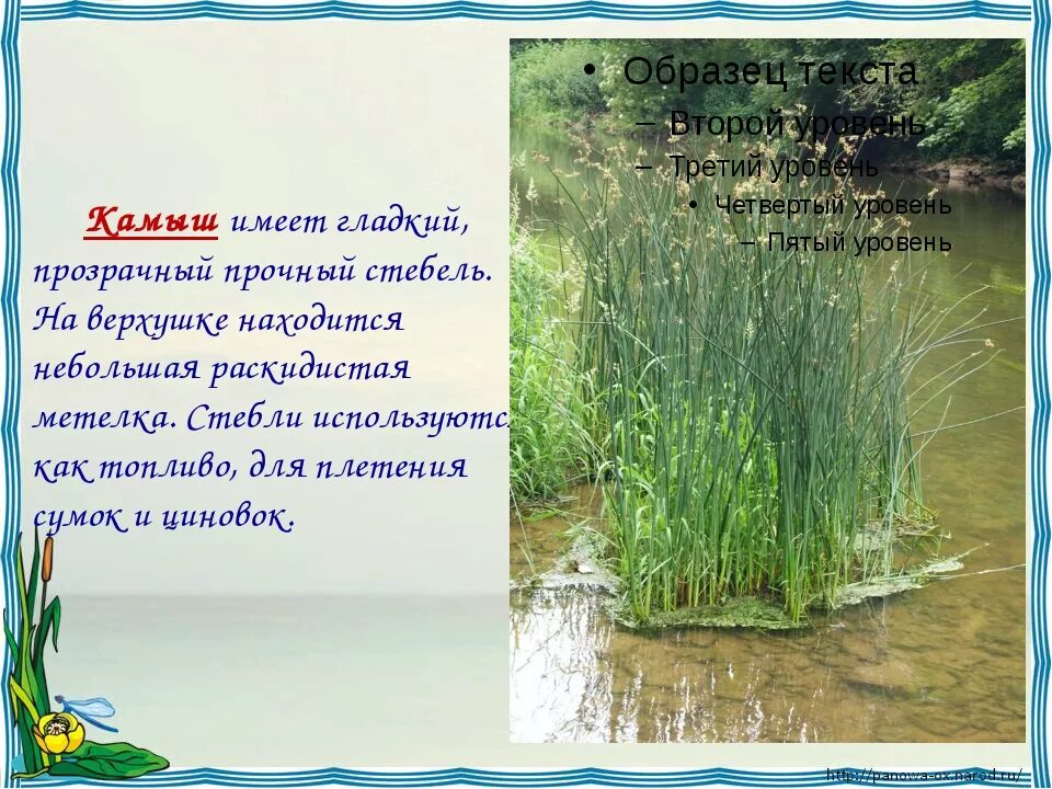 Жизнь в пресной воде. Растения пресных вод. Жизнь в пресных Водах растения. Жизнь в пресных Водах 4 класс. Окружающий мир жизнь пресных водах