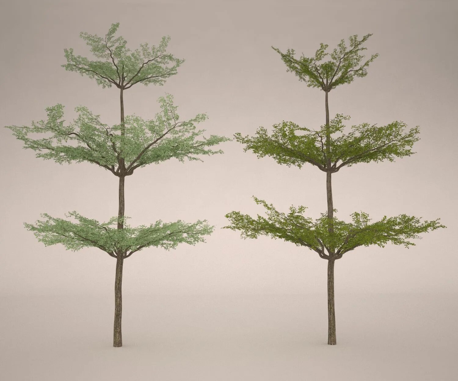 Дерево в 3 d. Tree 3ds Max. Деревья в 3ds Max. Деревья для 3d Max. Bucida buceras.