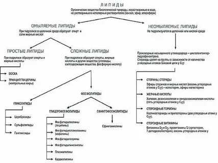 Конспект урока биологии 10 класс углеводы липиды