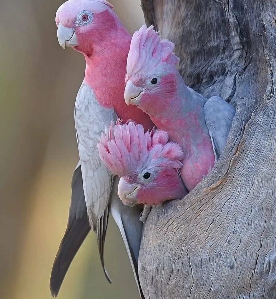 Сколько попугаев в мире. Попугаи неразлучники Какаду. Розовый Какаду Гала. Попугай Какаду розовый. Неразлучники попугаи розовые.