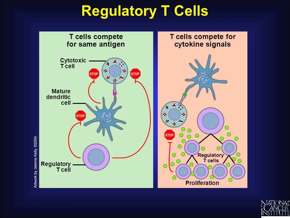 Клетки т 8. Cd8 клетки. Immune System t Cells. Cd8 т-клетки, cd4 т-клетки. Dendritic Cells cd8.