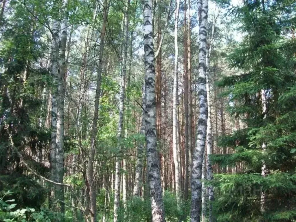 Хвойно березовый. Березово Сосновый лес. Березово еловый лес. Дубово березовый лес. Хвойно-мелколиственные леса.