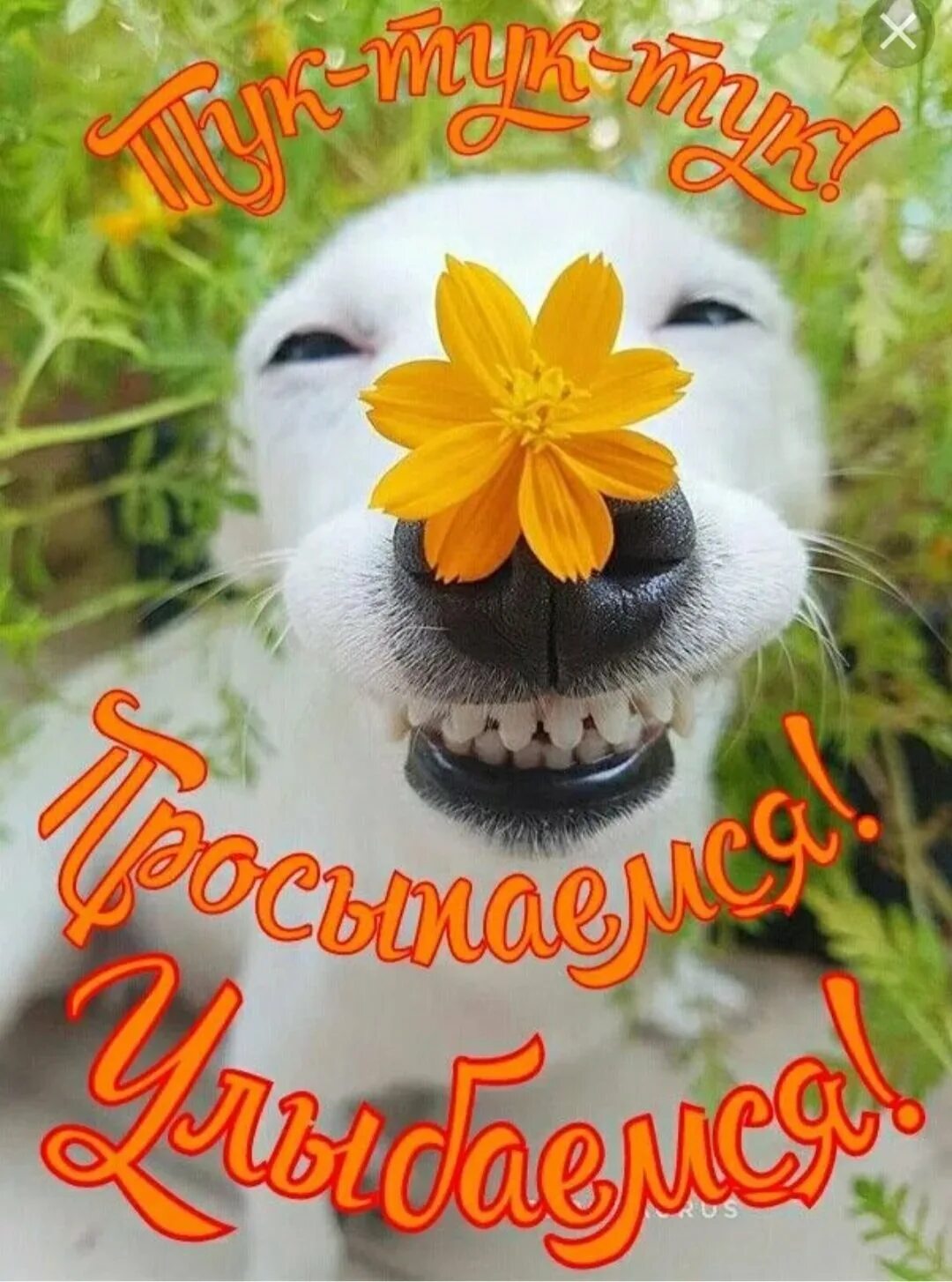 Картинки улыбка доброго дня