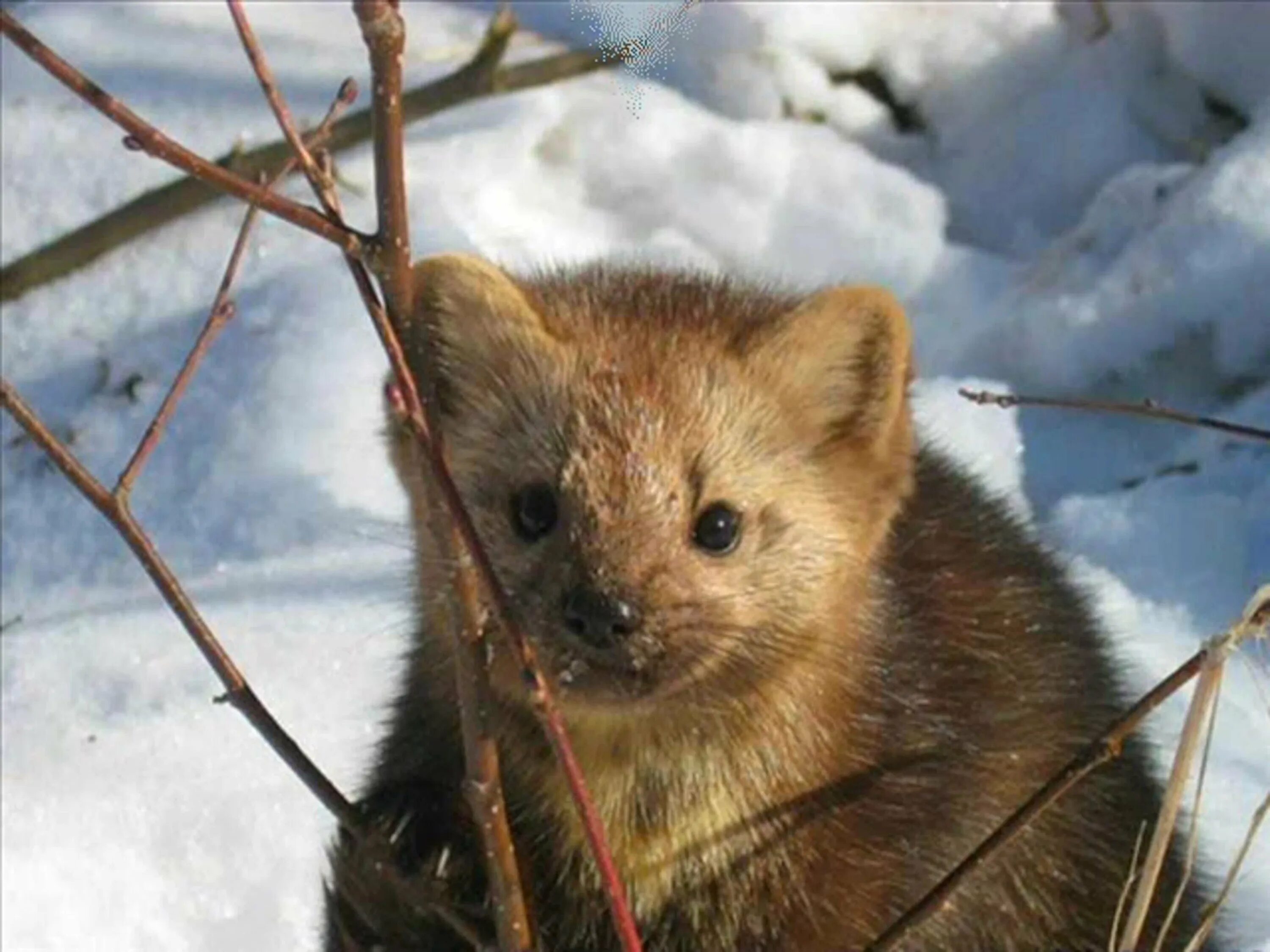 Соболь баргузинский животное. Сибирский баргузинский соболь. Баргузинский соболь. Баргузинский соболь. Сибирский баргузинский соболь.