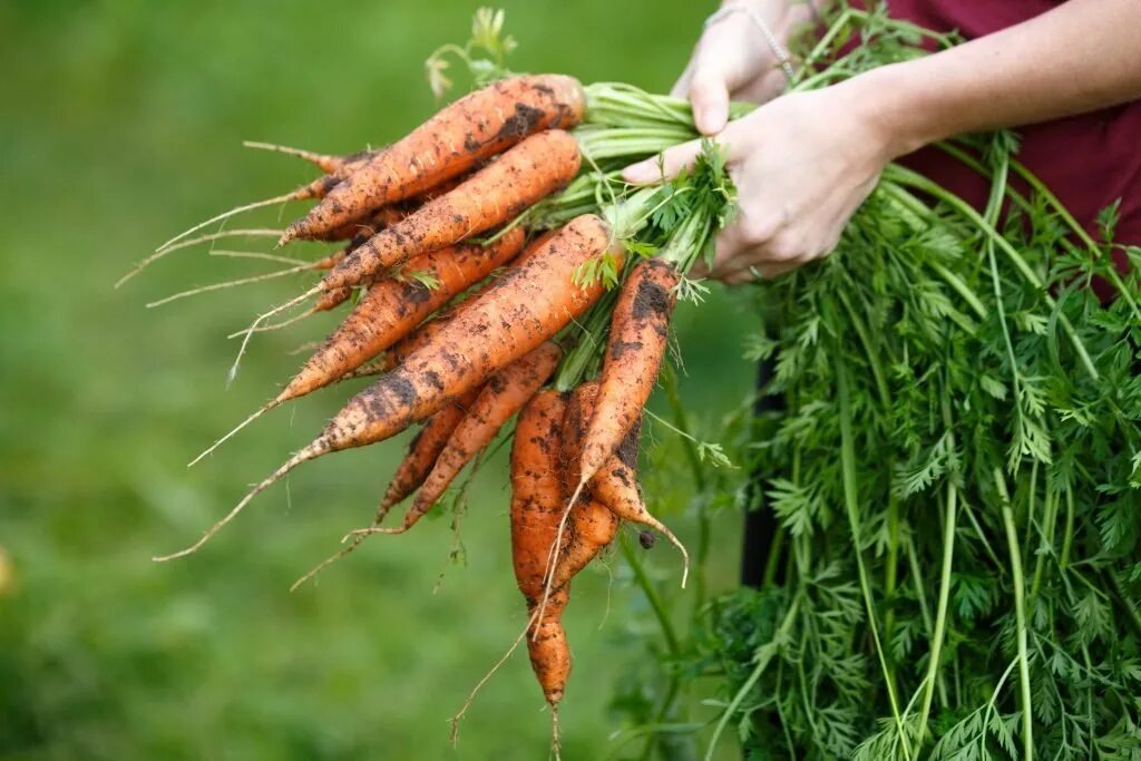 Какую почву любит морковь. Морковь с ботвой. Ферментированная морковная ботва. Урожай моркови. Корнеплод моркови.