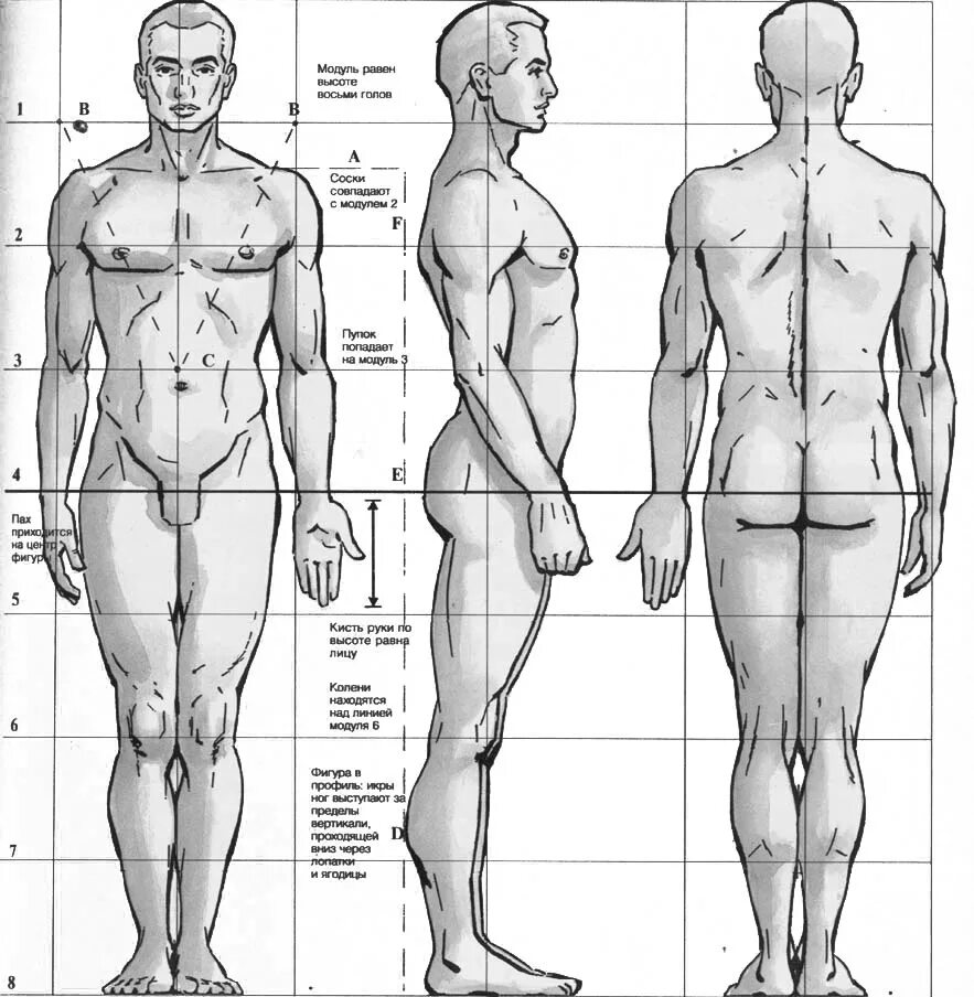 Ширину фигуры. Анатомия для художников пропорции тела. Пропорция человека для рисования сбоку. Пропорции человека в полный рост мужчины. Мужские пропорции тела сбоку.