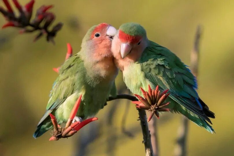 I love birds. Попугаи неразлучники Какаду. Попугаи неразлучники персиковые. Попугай неразлучник розовощекий. Краснолицый неразлучник.