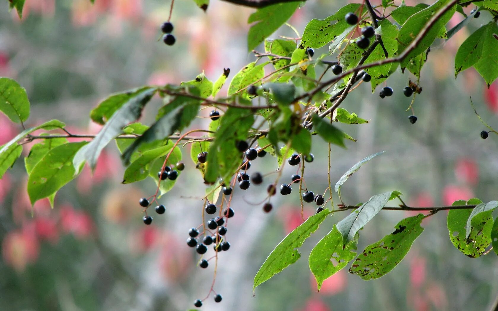 Ягоды черемухи. Черемуха черная съедобная. Лесная черемуха ягода. Черемуха съедобность. Черемуха с черными листьями.