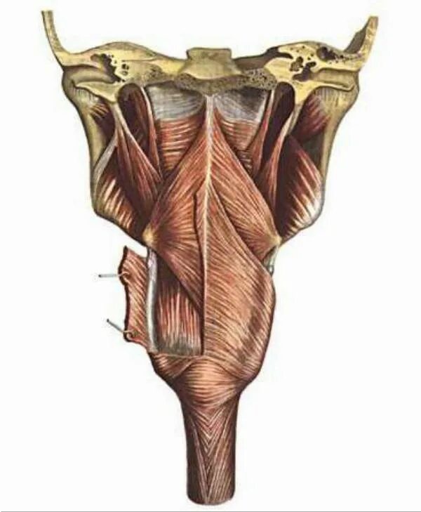 Верхний констриктор глотки. Мышечная оболочка глотки (pharynx):. Констрикторы глотки анатомия.
