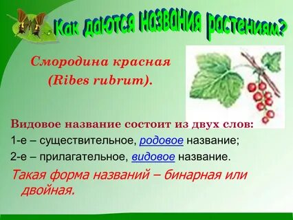 Почему для видовых названий используют 2 слова