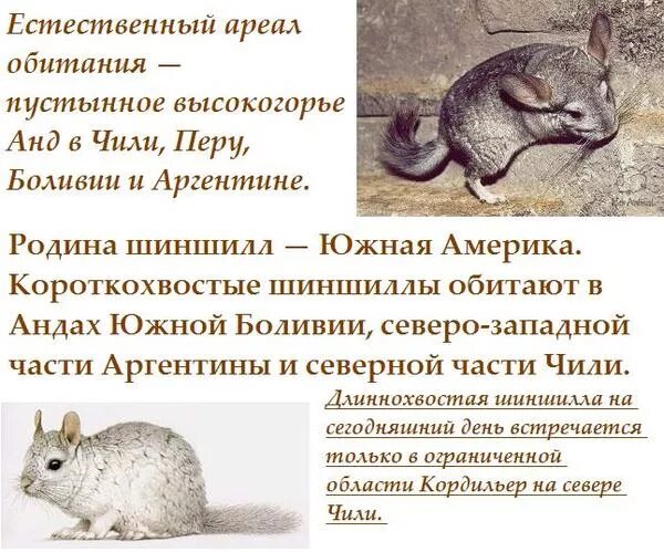 Доклад про шиншиллу. Интересные факты о шиншиллах. Доклад про шиншиллу. Интересные факты о шиншиллах. Презентация про шиншиллу.