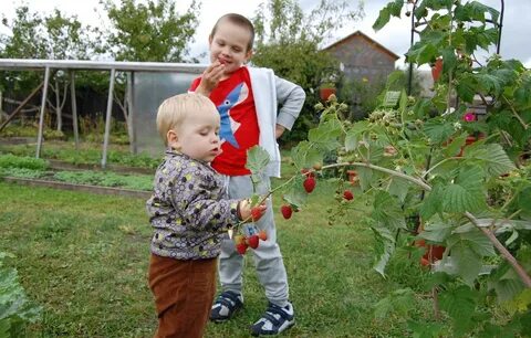 Дети малинова