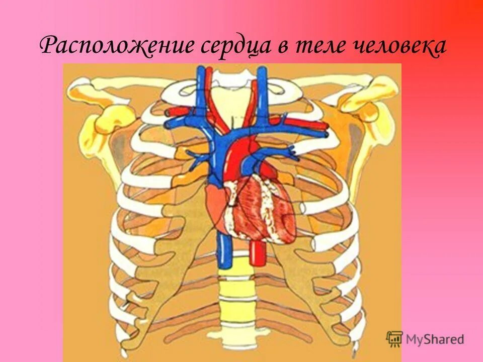 положение сердца в теле