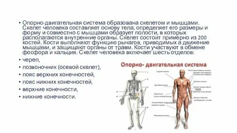 Опорно двигательная система клетки