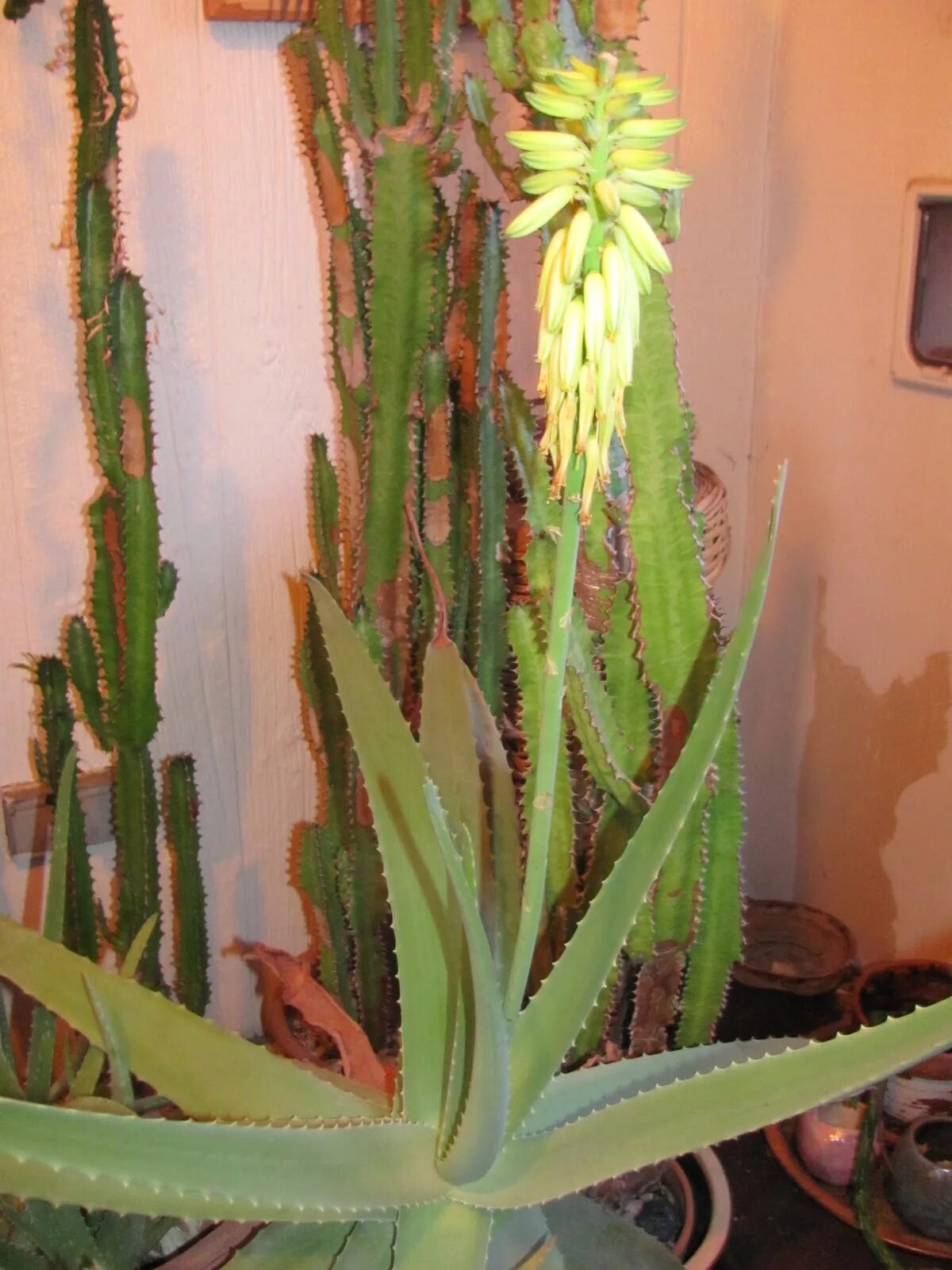 алоэ древовидное цветение. когда цветет алоэ. алоэ вера цветение. алоэ цветет. когда цветет алоэ.