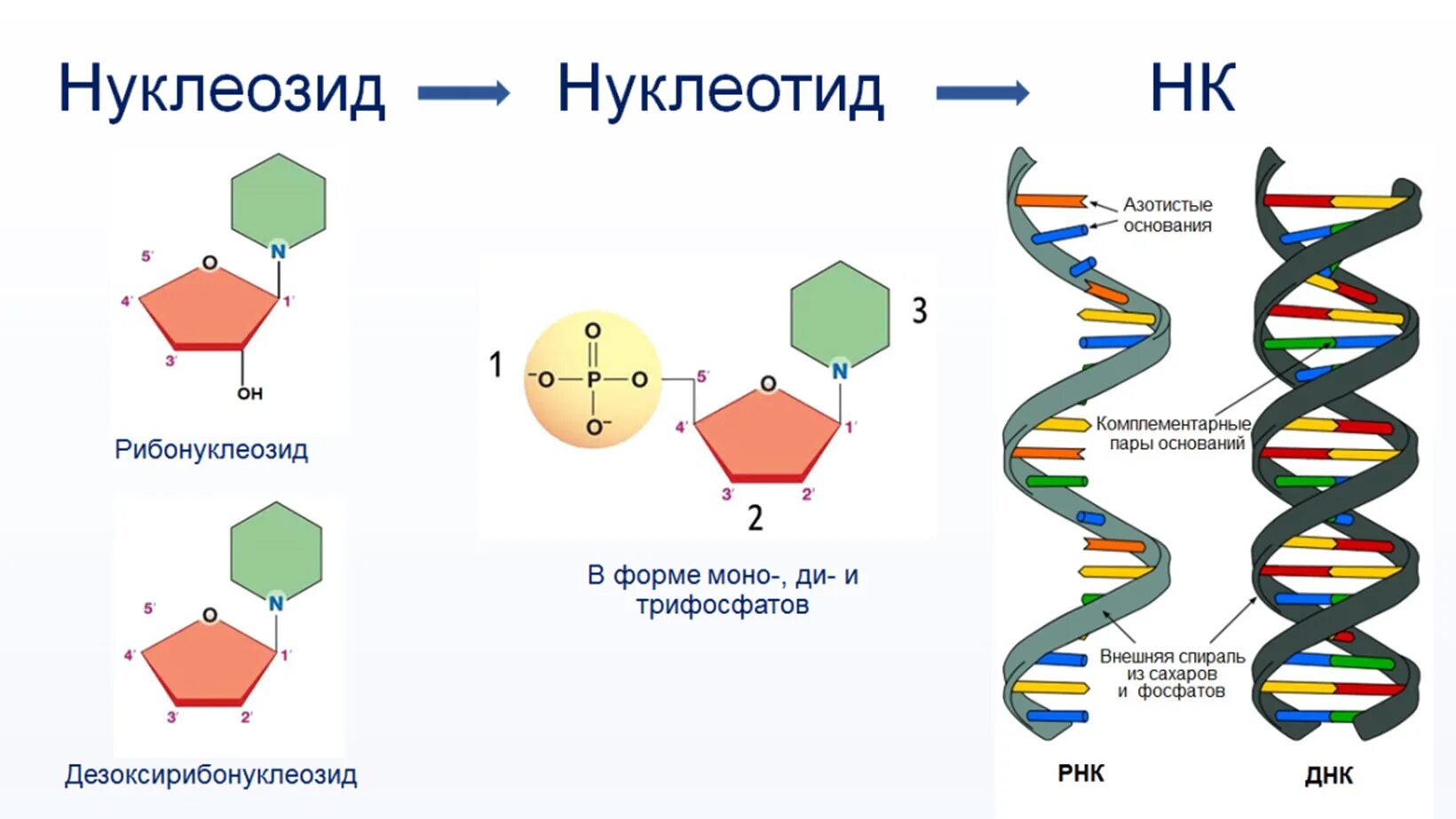 Строение нуклеиновые кислоты ДНК схема. Строение нуклеотида молекулы ДНК. Структура нуклеотидных кислот. Схема строения нуклеотида ДНК И РНК.