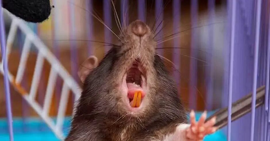 Rat meme