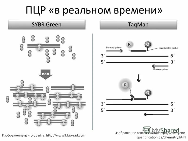 Метод полимеразной цепной реакции в реальном времени. Метод полимеразной цепной реакции в реальном времени