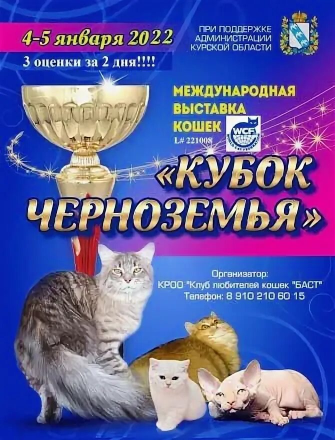 Международная выставка кошек. Выставка кошек Курск. Выставка кошек в МЕГАГРИННЕ. Выставка кошек Курск МЕГАГРИНН 2022.