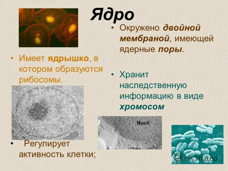 Функции хроматина в ядре клетки. Функции ядра клетки 5 класс биология. Хроматин строение и функции. Функции ядра. Передача наследственной информации клетки.