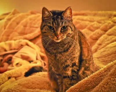 Домашний кот картинка