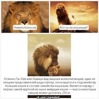 Кто же лев
