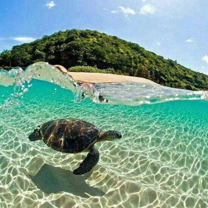 Сейшельские черепахи. Закинф Черепаший остров. Черепаха Каретта-Каретта. Симиланы черепаха. Остров черепах Занзибар.