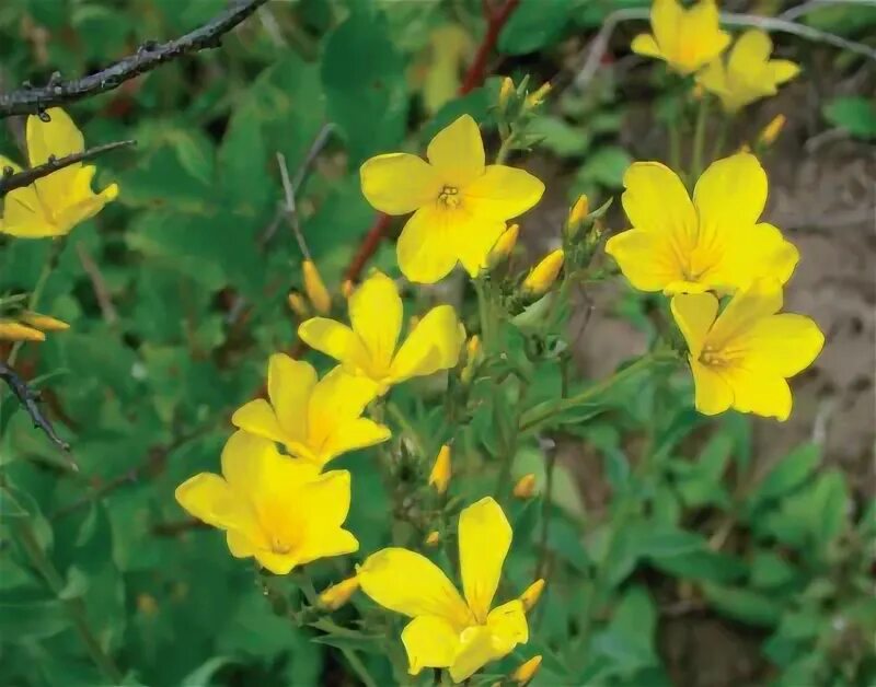 File:Linum flavum Len złocisty 2017-10-15 03.jpg - Wikimedia Commons